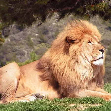 別荘 Maison A シジャン